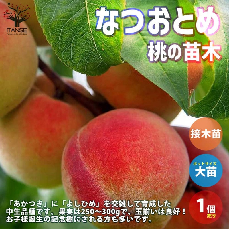 桃の苗木 ひめこなつ【果樹の苗木 4～5号ポット／1個売り】｜ 【植物の