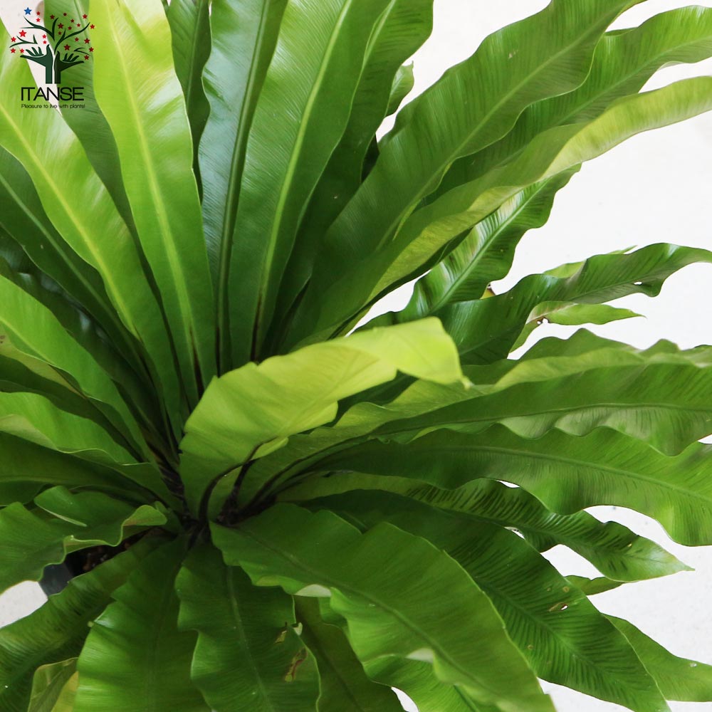 オオタニワタリ(大谷渡) 【観葉植物 8号鉢 リビングやオフィスに置き