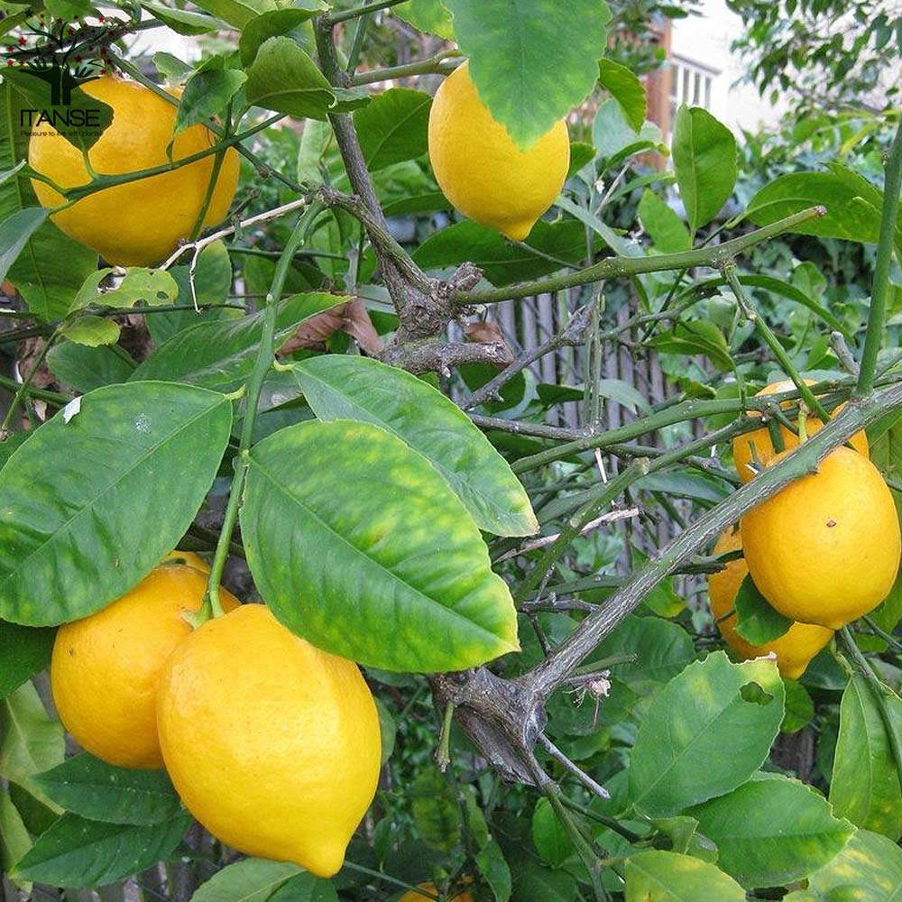 レモンの苗木 四季成り アレンユーレカレモン 今年から実がなる率が