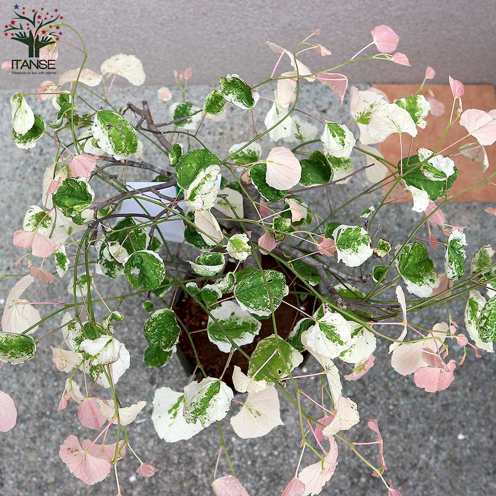 アメリカハナズオウ シルバークラウド【庭木 8号ナーセリーポット／1個