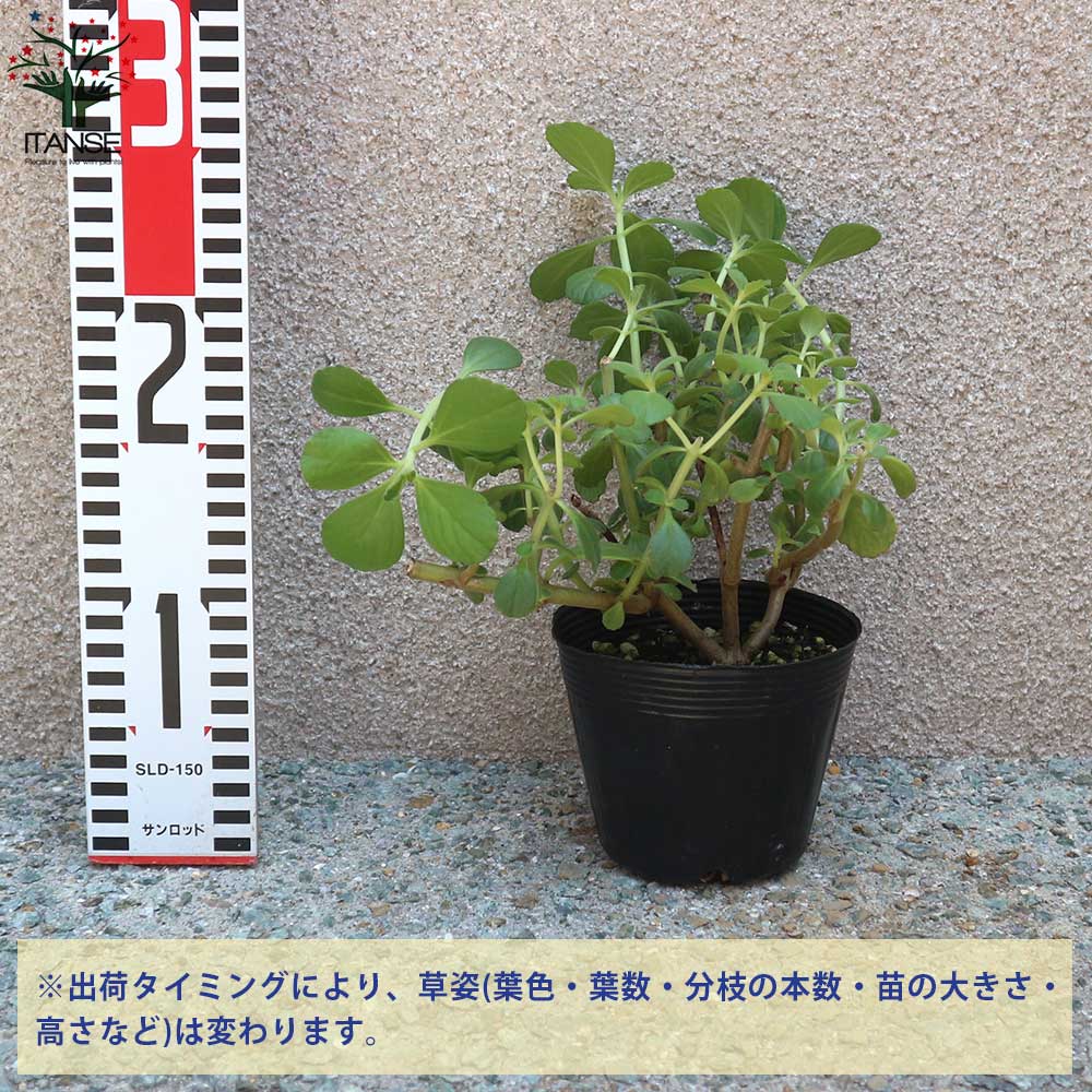 マンジェリコンの苗 マンジェリコン(ポルトジンユ)ボルトジンユ