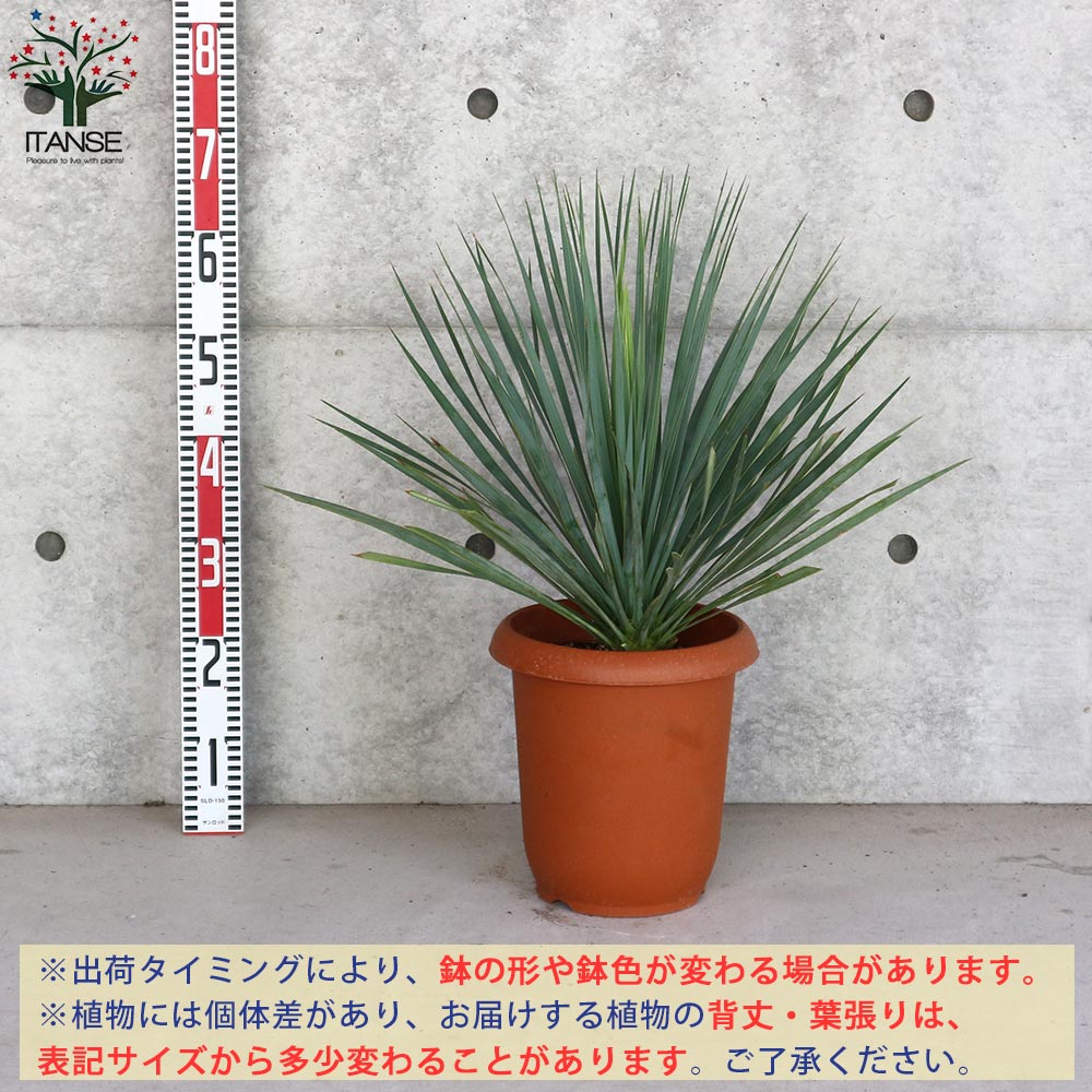 ユッカ ロストラータ (シルバーグリーン葉) リビングやオフィス向き