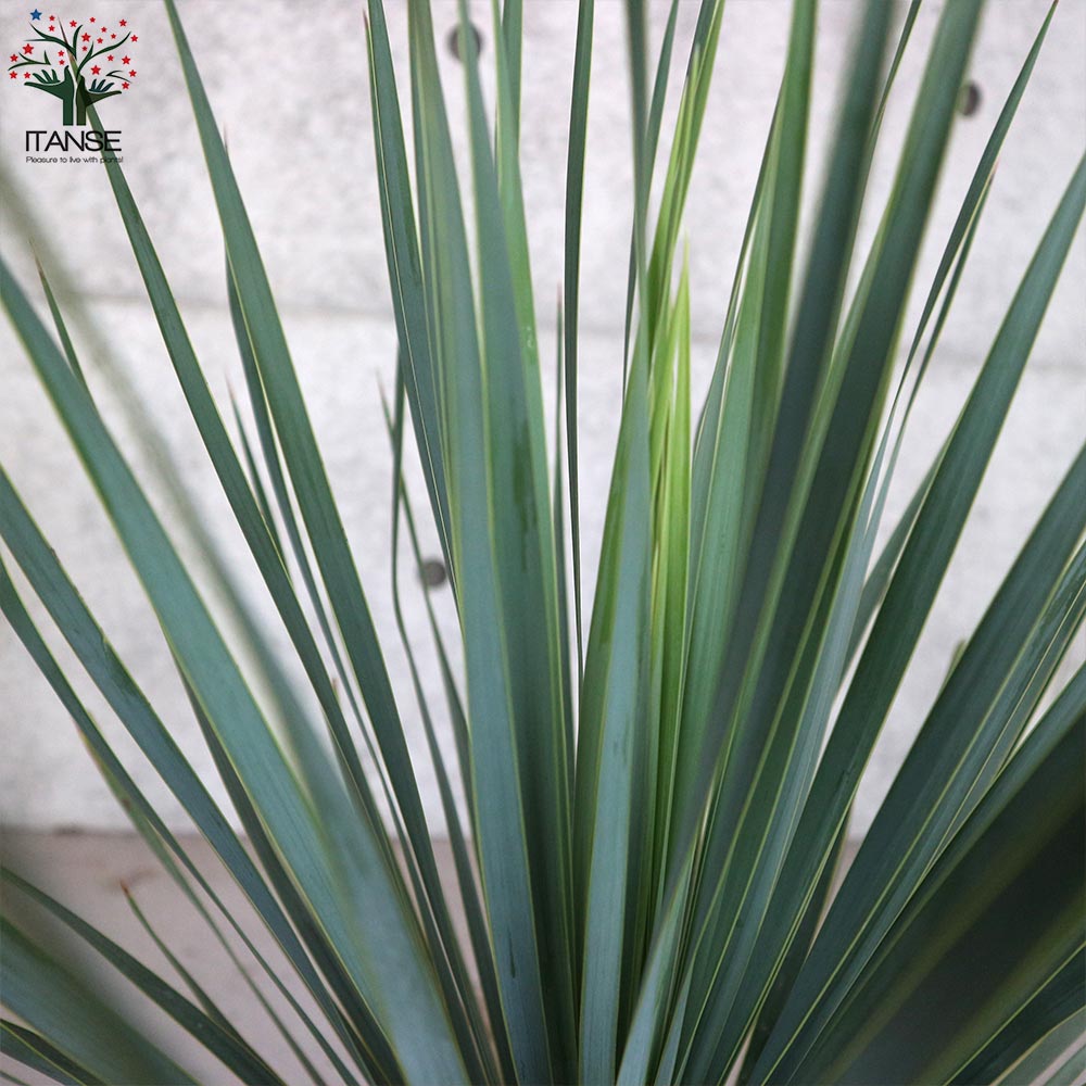 ユッカ ロストラータ (シルバーグリーン葉) リビングやオフィス向き