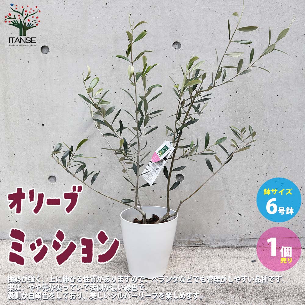 オリーブの苗木 品種：ミッション【果樹の苗 木 6号白テーパード鉢M