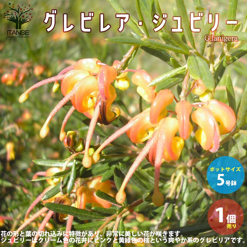 グレビレア・ジュビリー【庭木 5号鉢／1個売り】｜ 【植物の