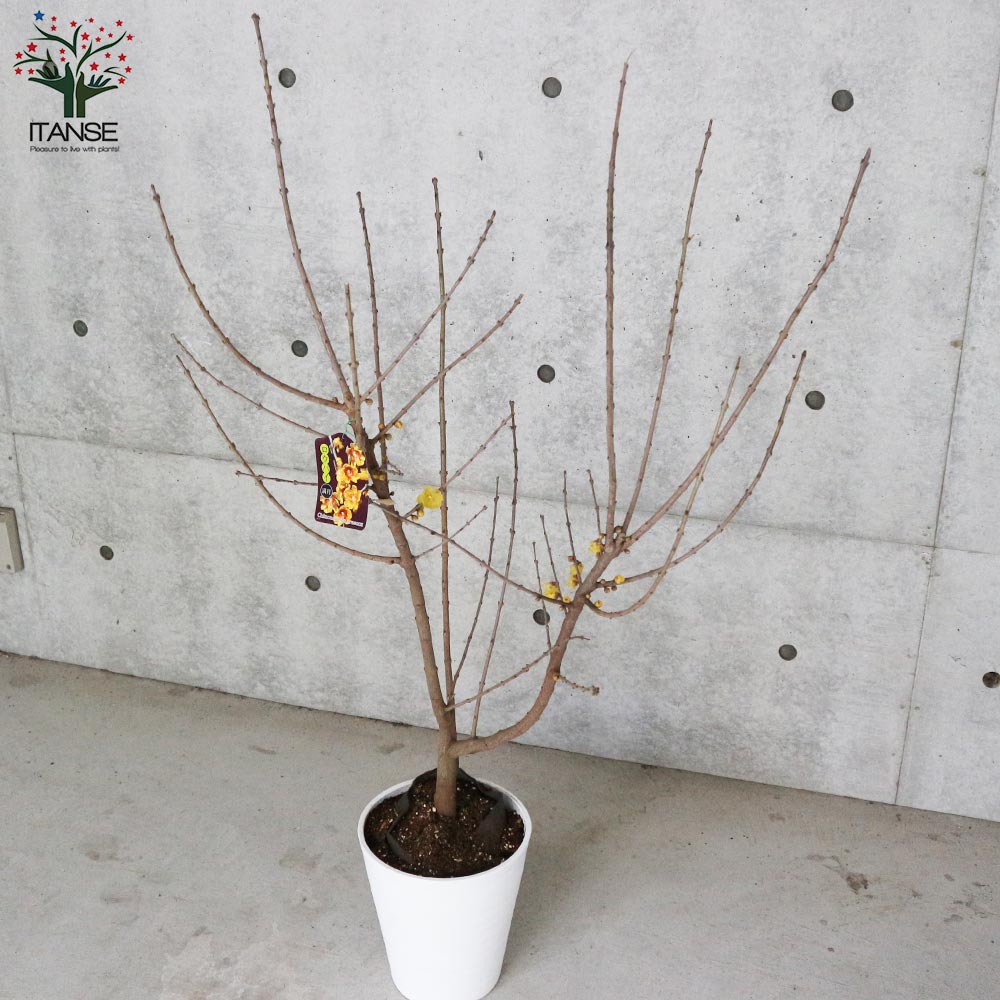 満月ロウバイ 【庭木 7号鉢大苗／1個売り】｜ 【植物のITANSE