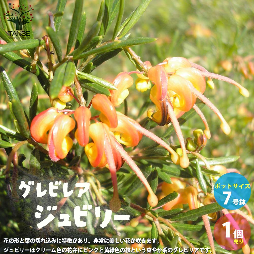 グレビレア・ジュビリー【庭木 7号鉢大苗／1個売り】｜ 【植物の