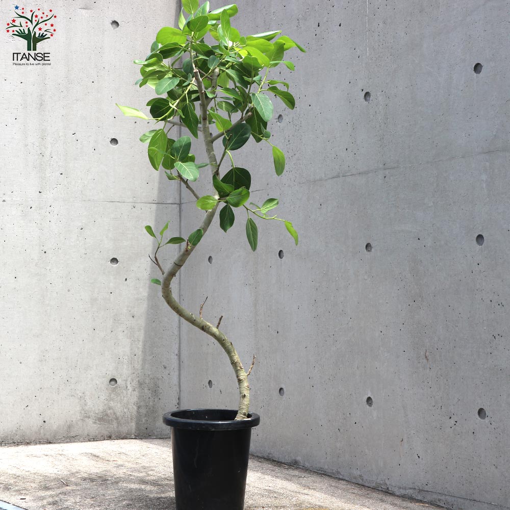 フィカス ベンガレンシス ゴムの木の仲間 曲がりアレンジ【観葉植物 8