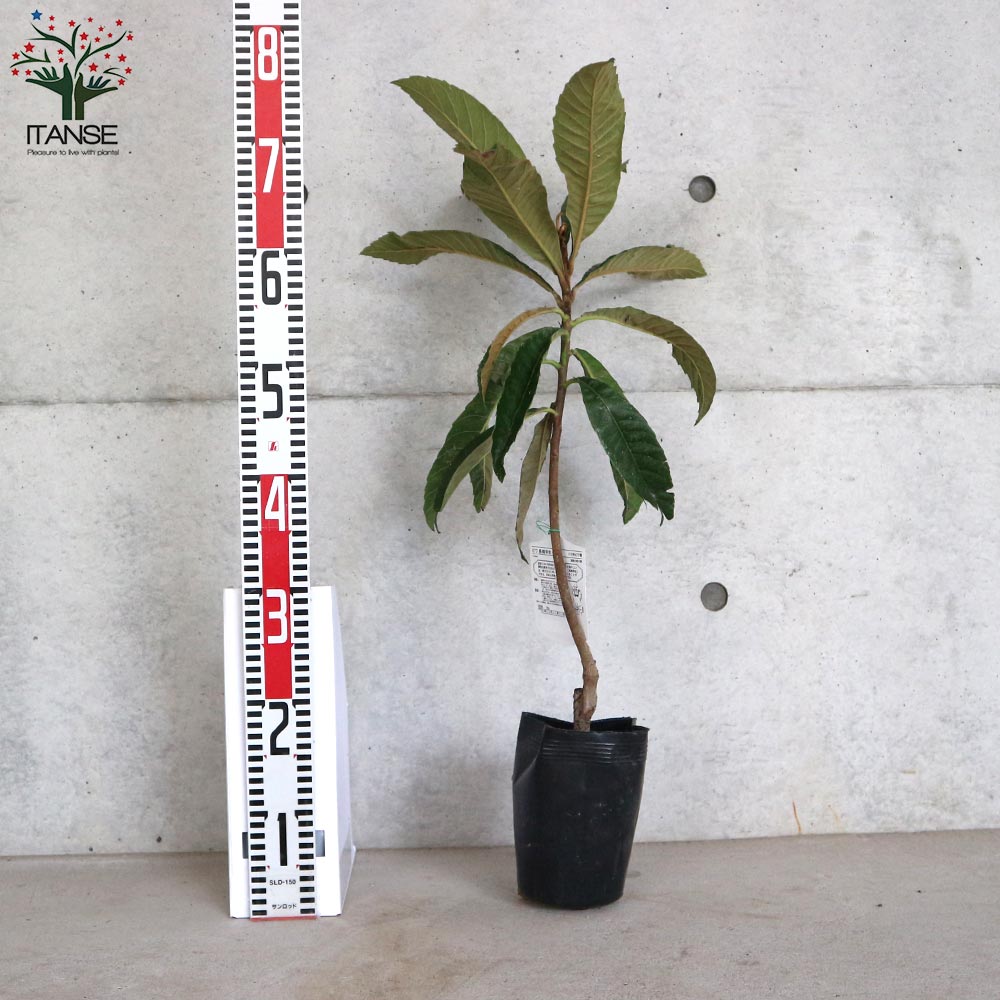 枇杷(びわ)の苗木 長崎早生【果樹の苗木 4～5号／1個売り】｜ 【植物の