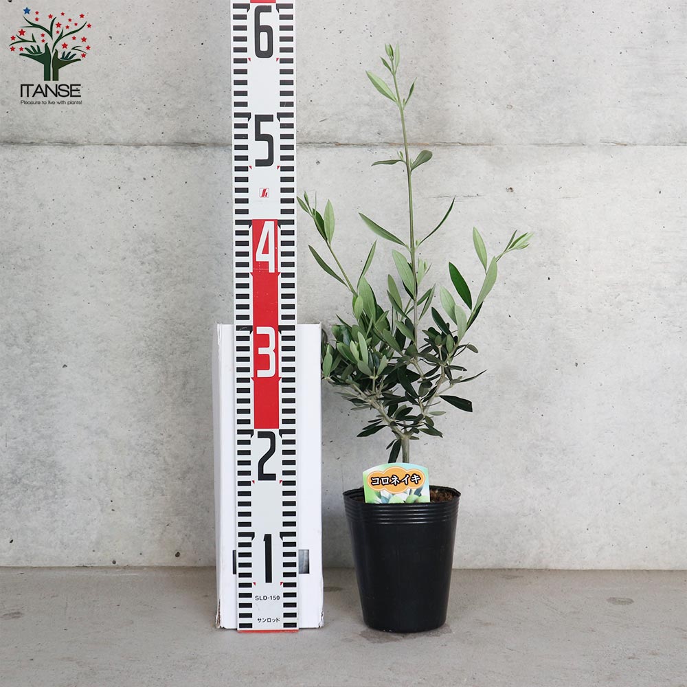 オリーブの苗木 品種：コロネイキ【果樹の苗木4号ポット苗／1個売り