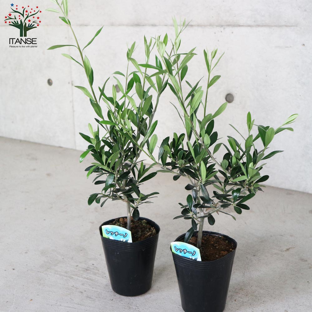 オリーブの苗木 品種：レッチーノ【果樹の苗木4号ポット苗／1個売り
