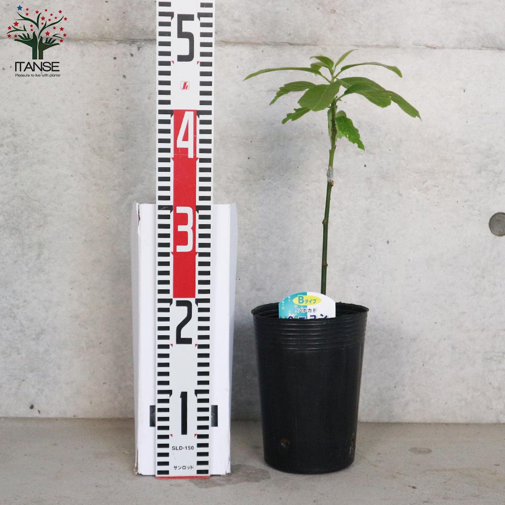 アボカドの苗木 品種：ベーコン(Bタイプ) 【果樹の苗木 13.5cmポット