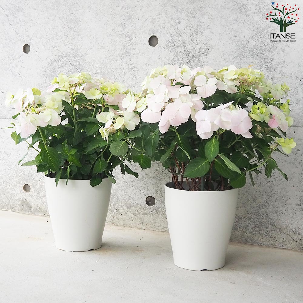 アジサイ フレンチボレロ ピンク【花苗 6号鉢／1個売り】｜ 【植物の