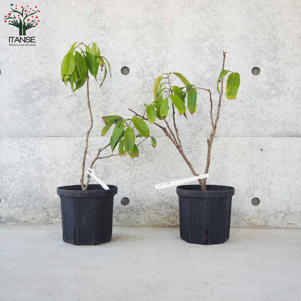 ライチ佐多【果樹の苗木 18cmポット／1個売り】｜ 【植物の