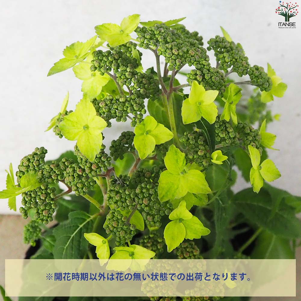 山アジサイの苗 品種：津江の緑澄(ツエノミドリズミ)【花苗 3号ポット