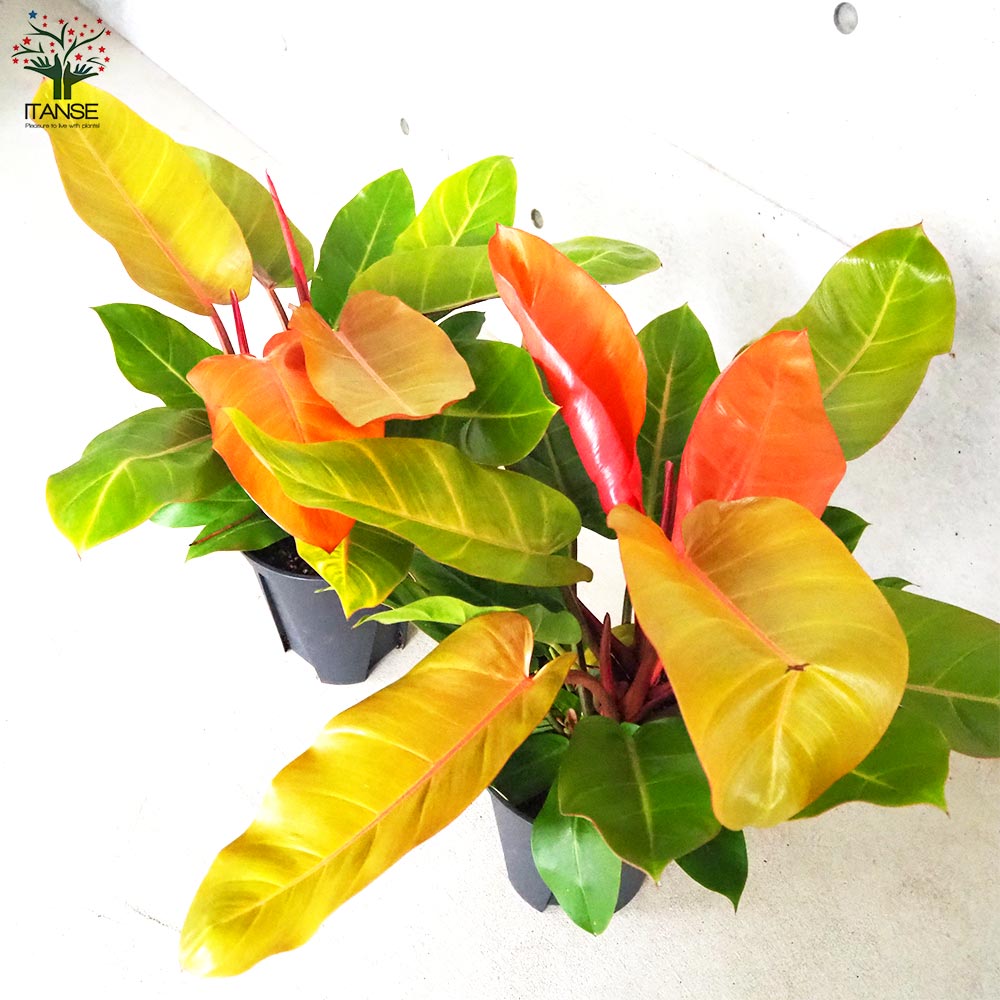 フィロデンドロン プリンスオブオレンジ【観葉植物 8号鉢／1個売り