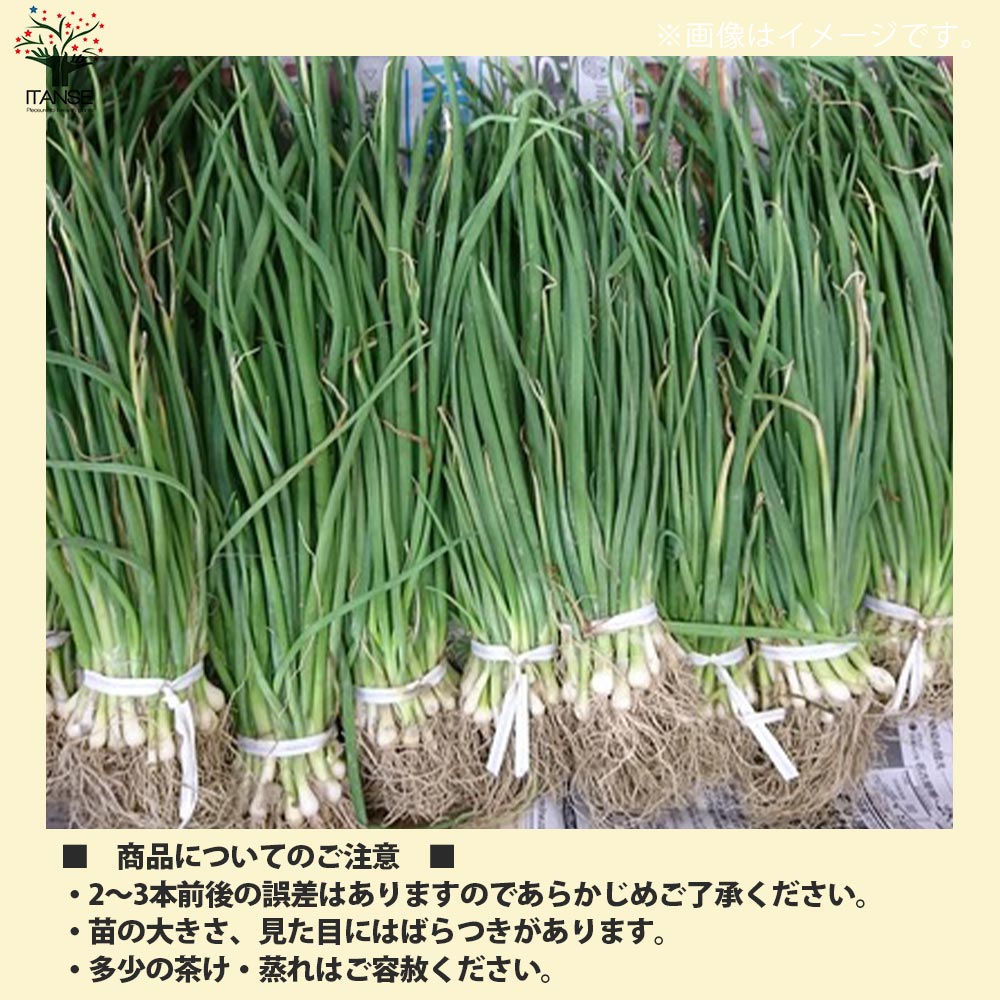 玉ねぎ抜き苗 品種: サクラエクスプレス2(極早生)【野菜の苗 約50本