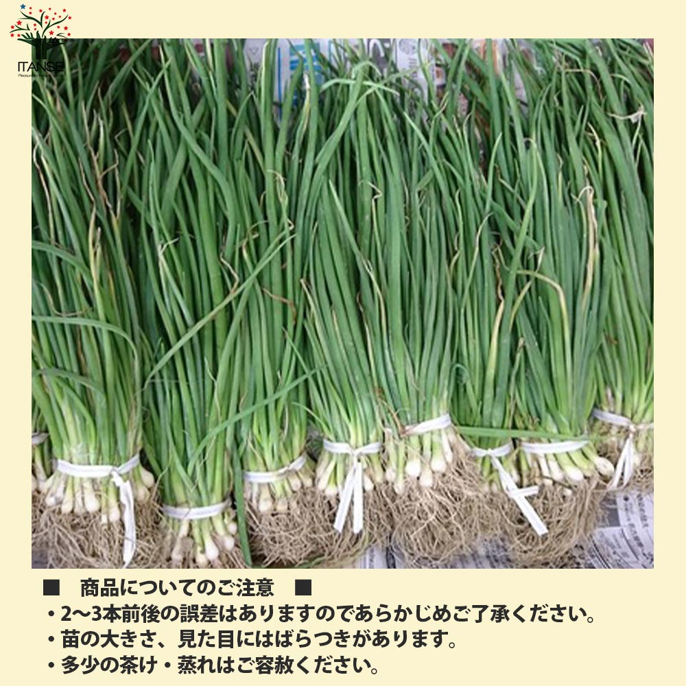 玉ねぎ抜き苗 品種：くれない赤タマネギ(中生)【野菜の苗 約50本／束