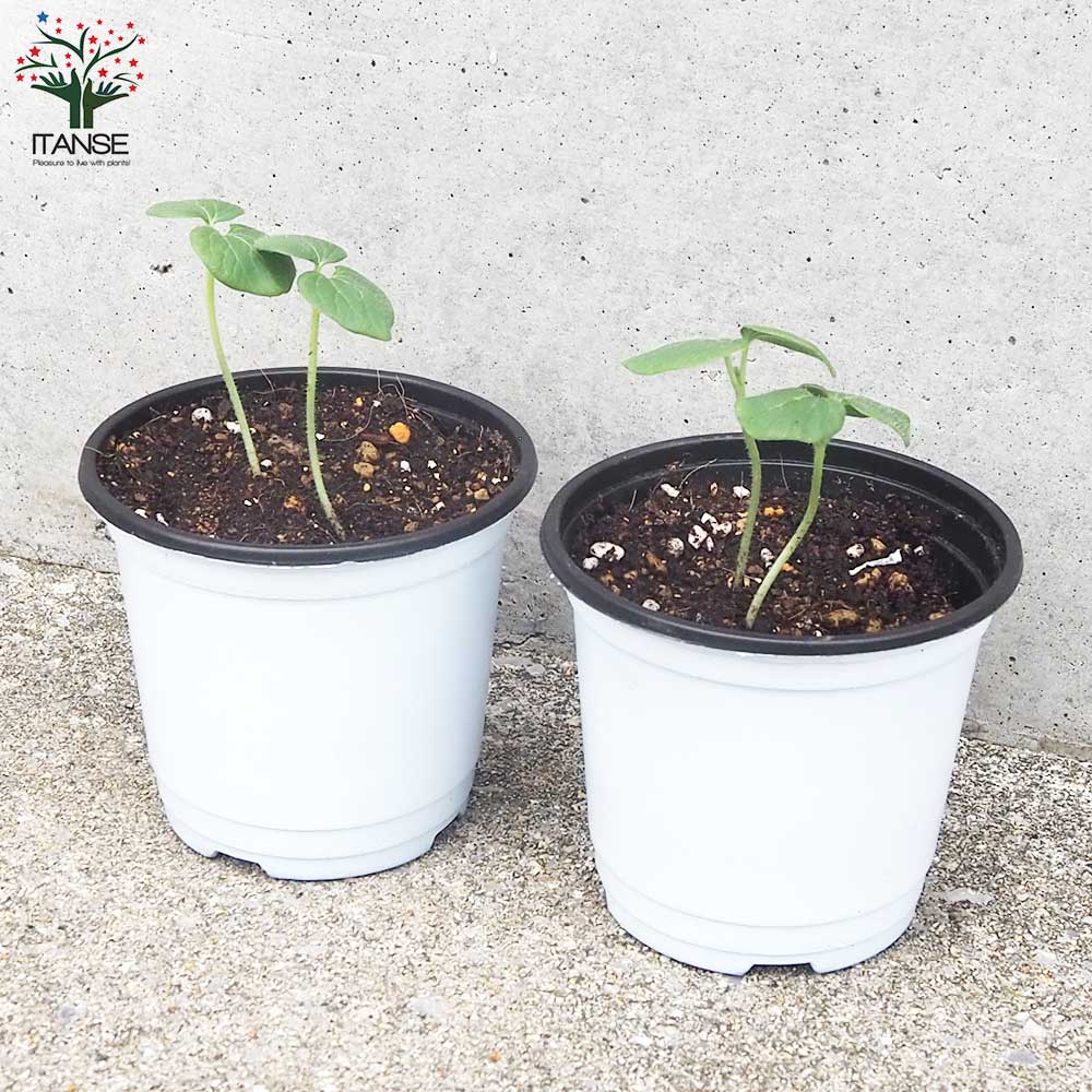 オクラの苗 ヘルシエ【野菜の苗 3.5号ポット】｜ 【植物のITANSE