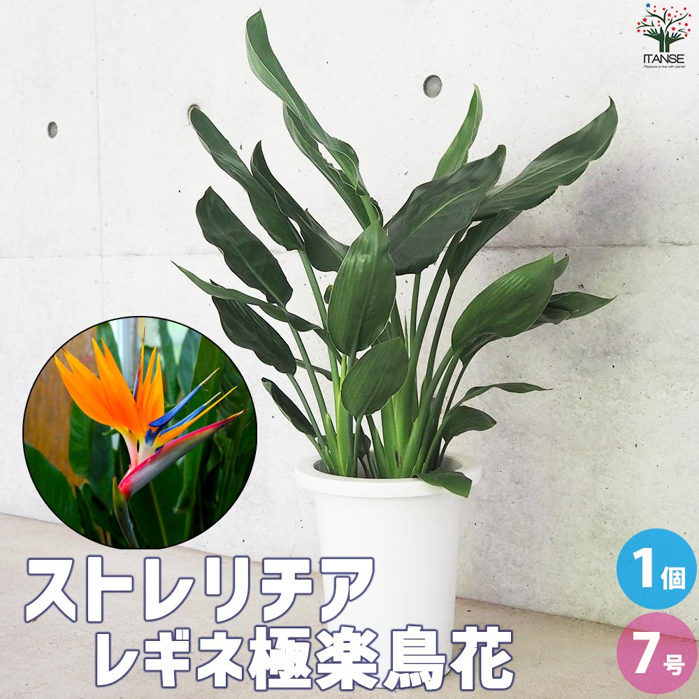 ストレリチア レギネ 極楽鳥花【観葉植物 7号鉢／1個売り】｜ 【植物の