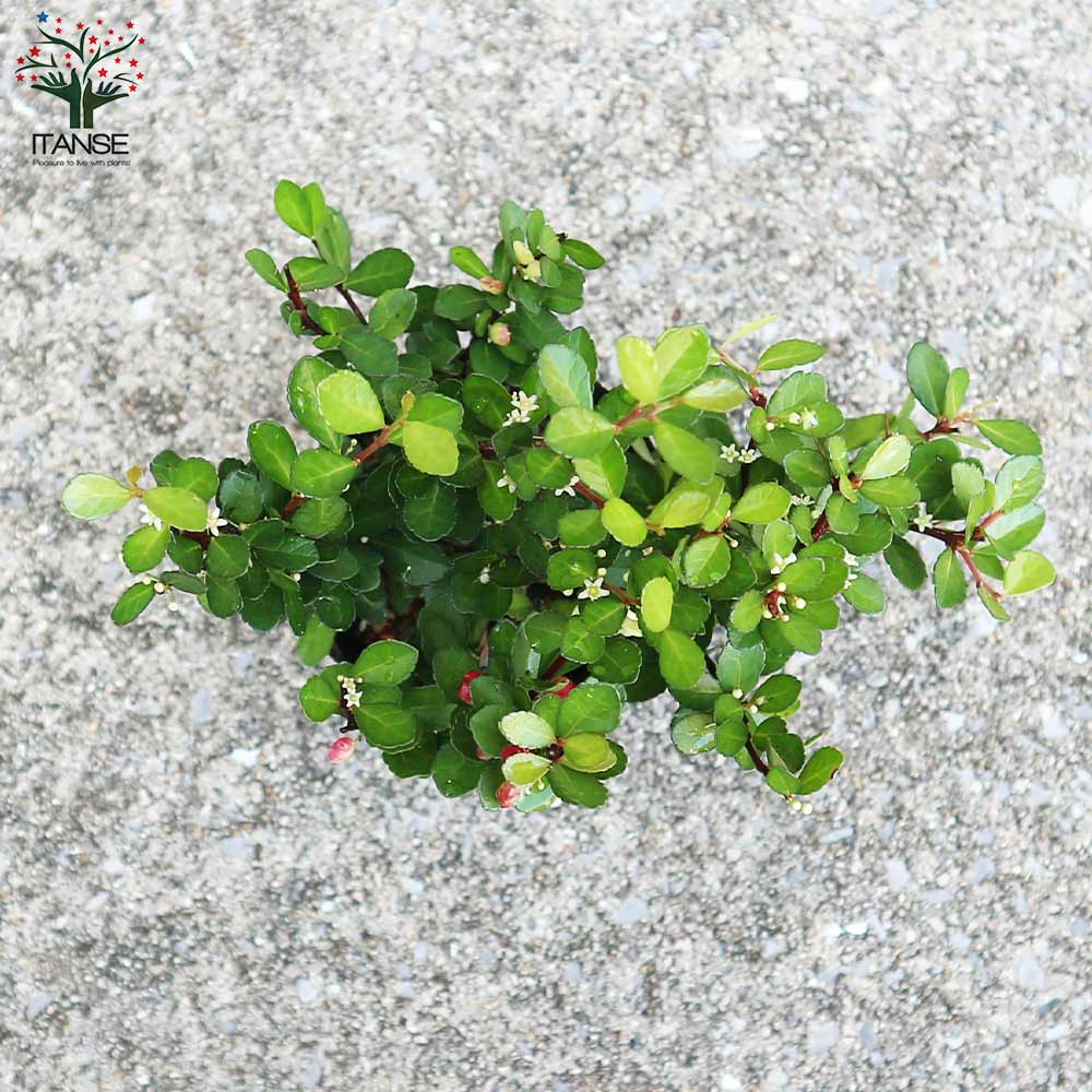 ハリツルマサキ ハートツリー【庭木 2号ポット】｜ 【植物の