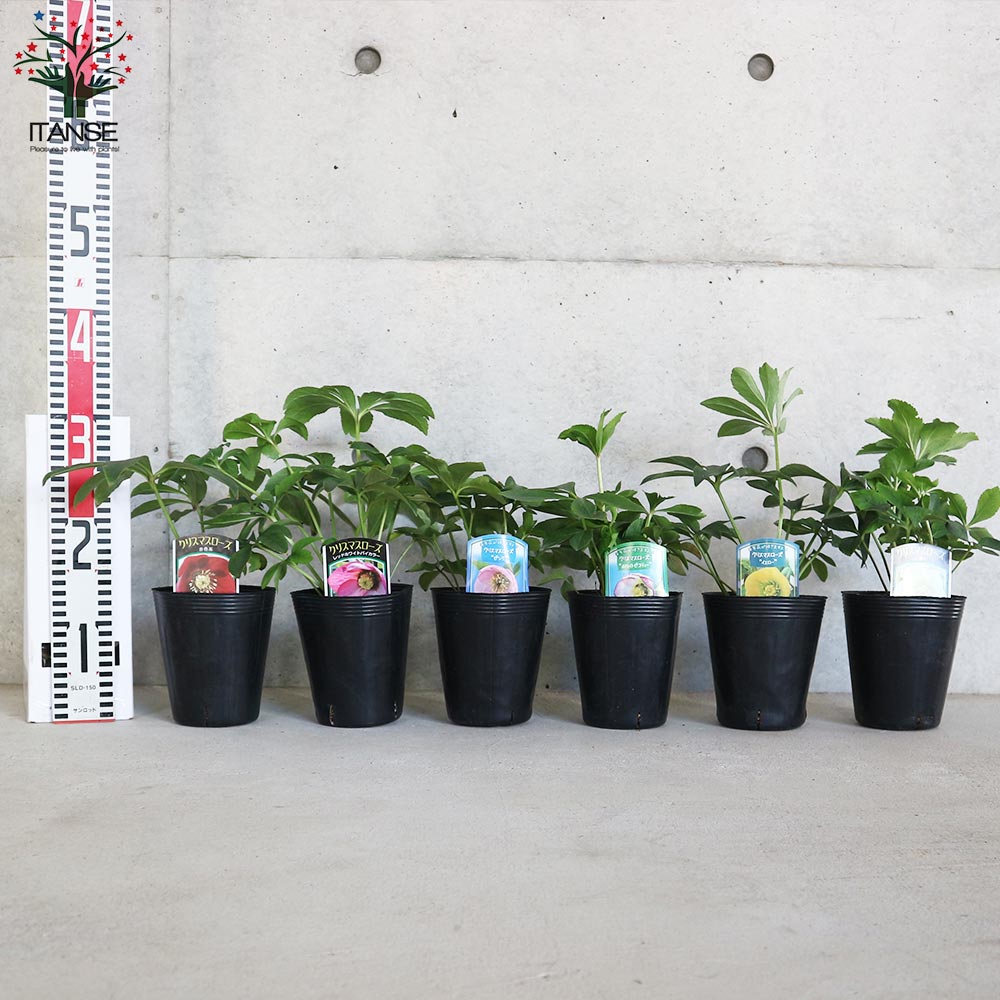 クリスマスローズ ”シングル咲き” 色ミックス見計らいセット2個