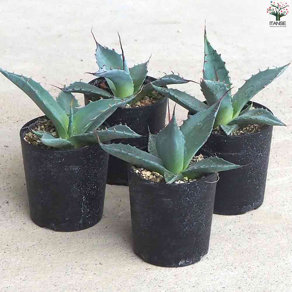 アガベ パラサナ 【多肉植物 2.5号鉢／1個売り】｜ 【植物の