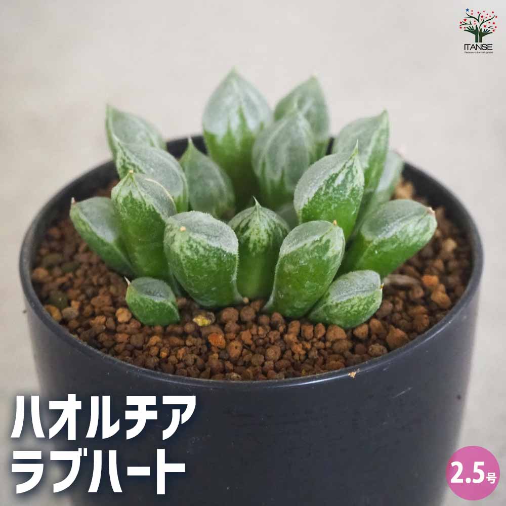 ハオルチア(青) ラブハート 【多肉植物 2.5号ポット／1個売り