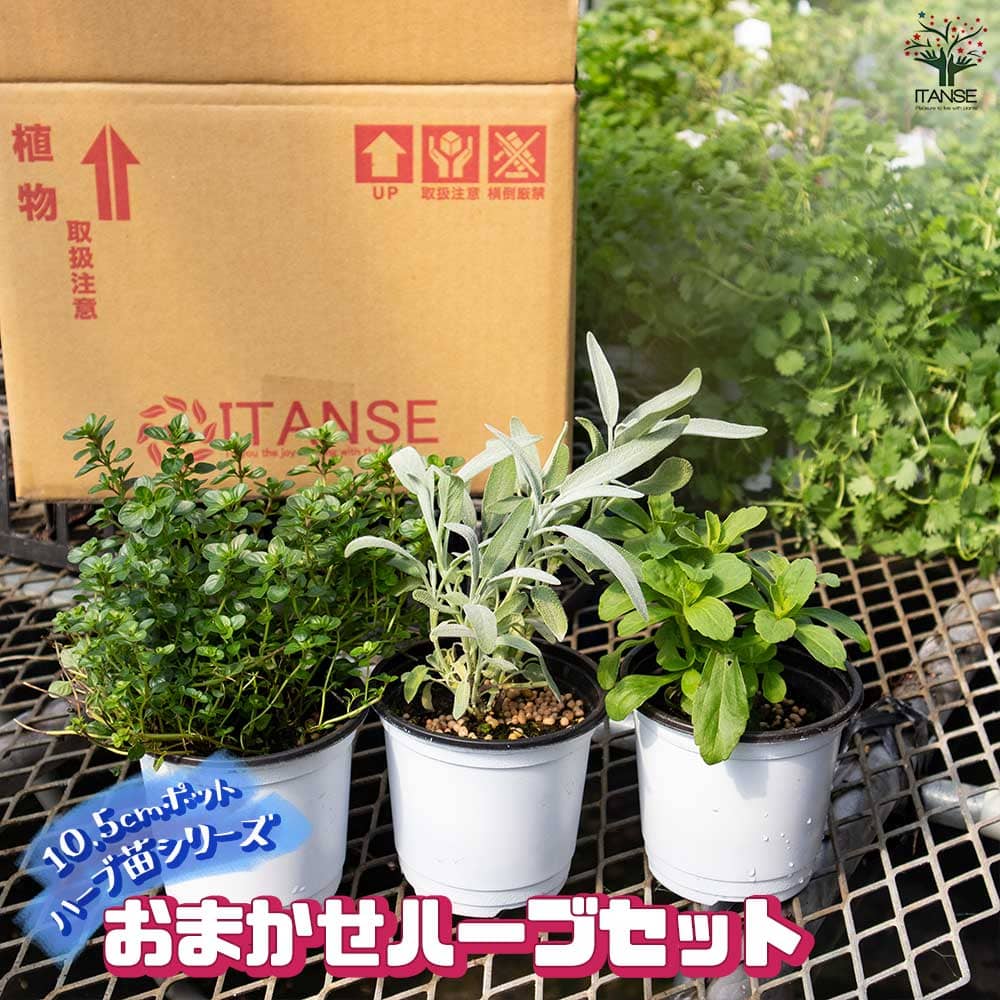 人気のハーブ苗 おまかせハーブ お得セット【おうちで簡単！育てやすい
