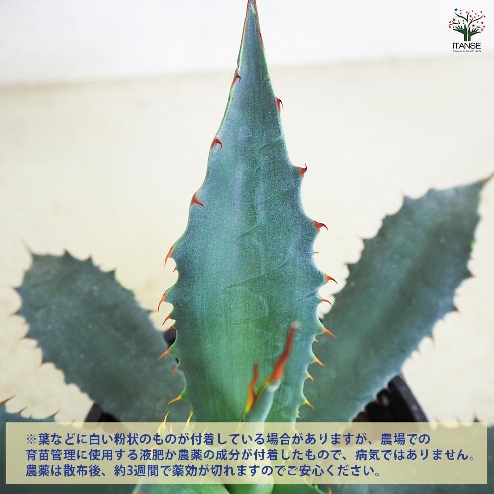 アガベ ワコマヒー 【多肉植物 5号鉢／1個売り】｜ 【植物の
