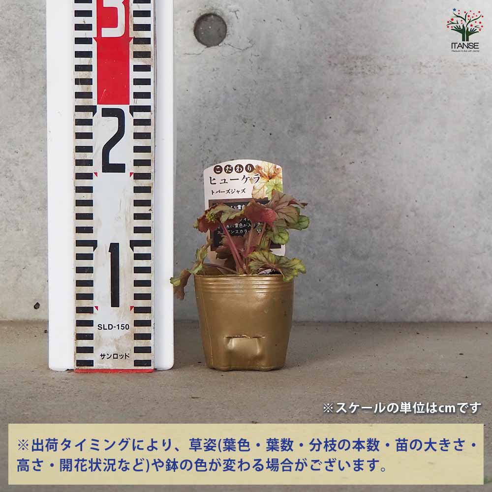 こだわりヒューケラ トパーズジャズ 【花苗 9cmポット／お買い得3個