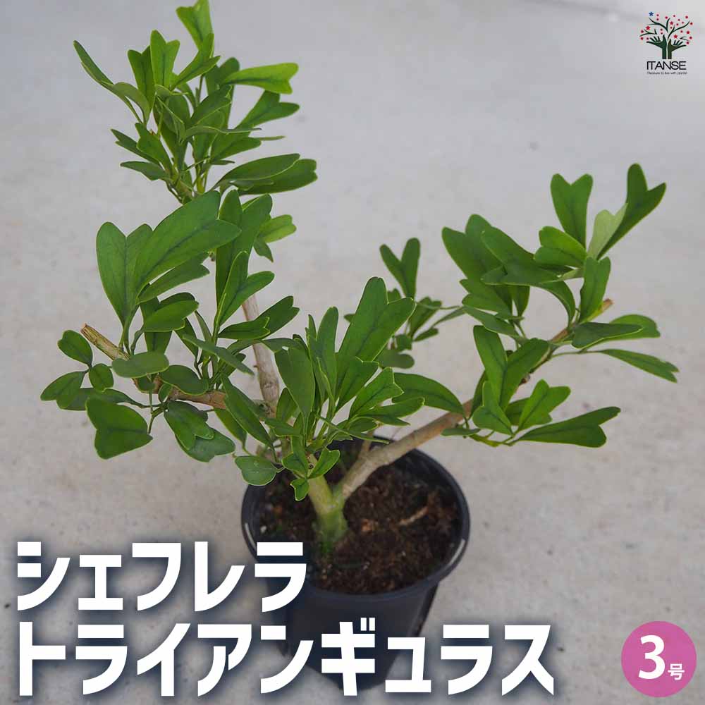 シェフレラ トライアンギュラス 【観葉植物 3号鉢】｜ 【植物の