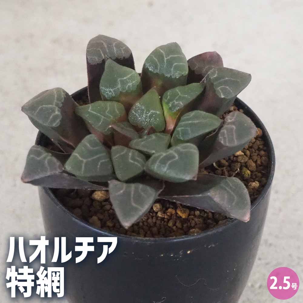 ハオルチア(青) 特綱 【多肉植物 2.5号ポット／1個売り】｜ 【植物の