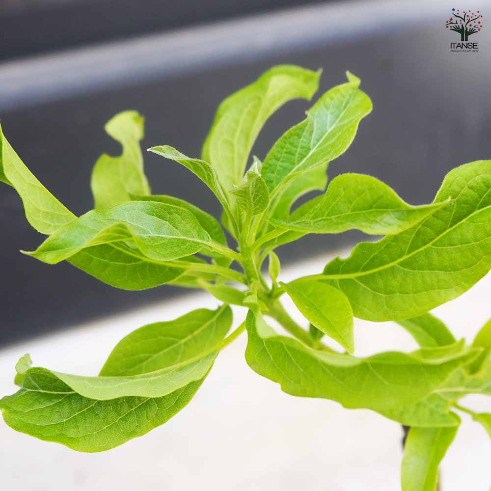 アボカド メキシコーラ 【果樹の苗木 4.5号ロングポット／1個売り