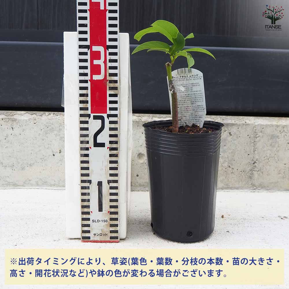 アボカド ムラシゲ 【果樹の苗木 4.5号ロングポット／1個売り