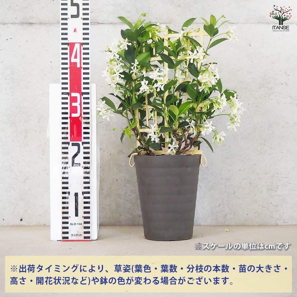 ジャスミン スターフレグランス 【花木苗 5号鉢／1個売り】｜ 【植物の