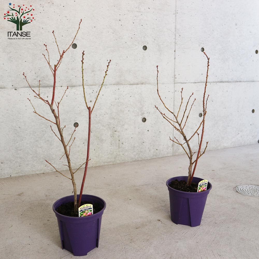 ブルーベリーの苗木 ピンクレモネード 【果樹の苗木 6号鉢 2年生