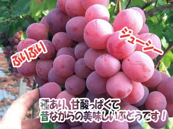 紅三尺ぶどう【果樹苗 10.5cmポット挿し木苗】｜ 【植物のITANSE