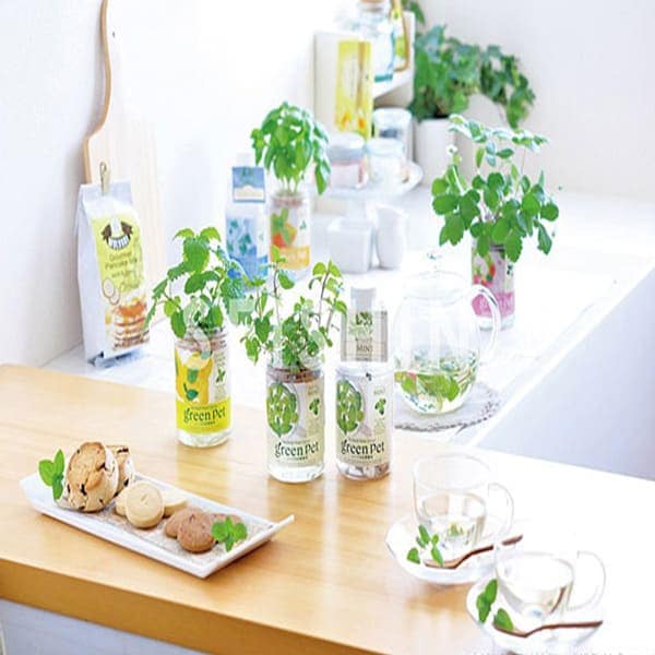 グリーンペット ワイルドストロベリー1個【窓辺で育てる水耕栽培セット