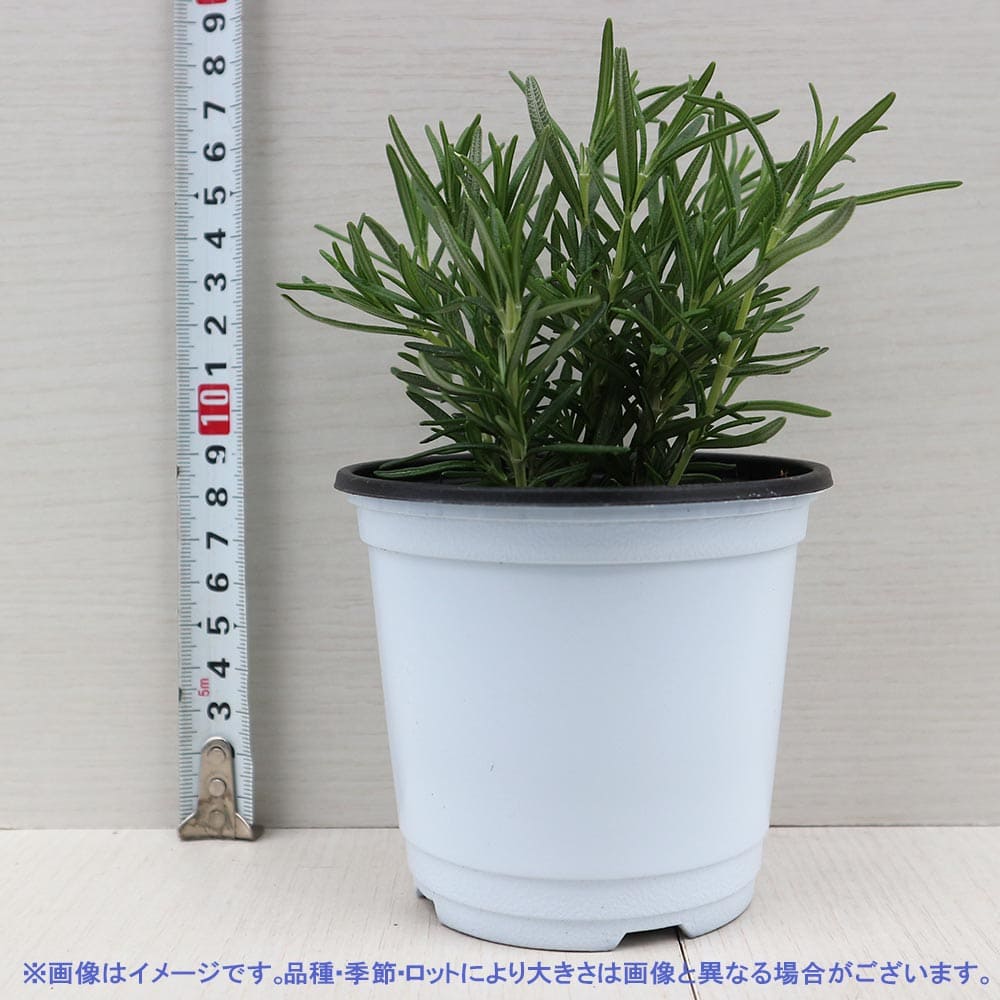 ローズマリー アブラクサス 10.5cm2個～【おうちで簡単！育てやすい