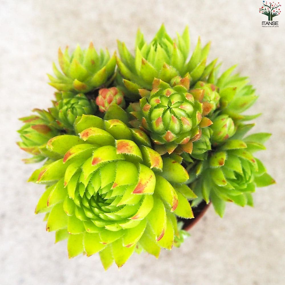 センペルビウム ジョビバルバ グリーン【多肉植物 2.5号鉢】｜ 【植物