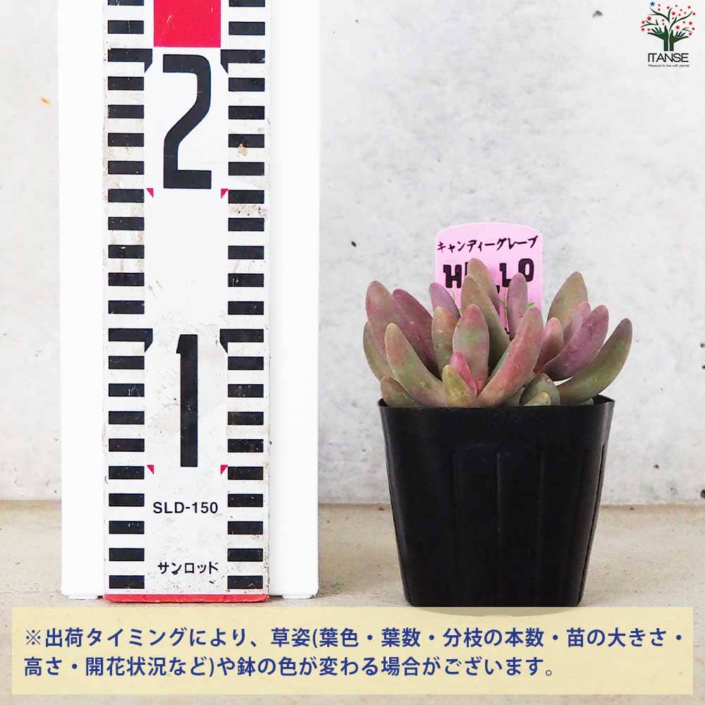 パキセダム キャンディーグレープ【多肉植物 3号ポット】｜ 【植物の