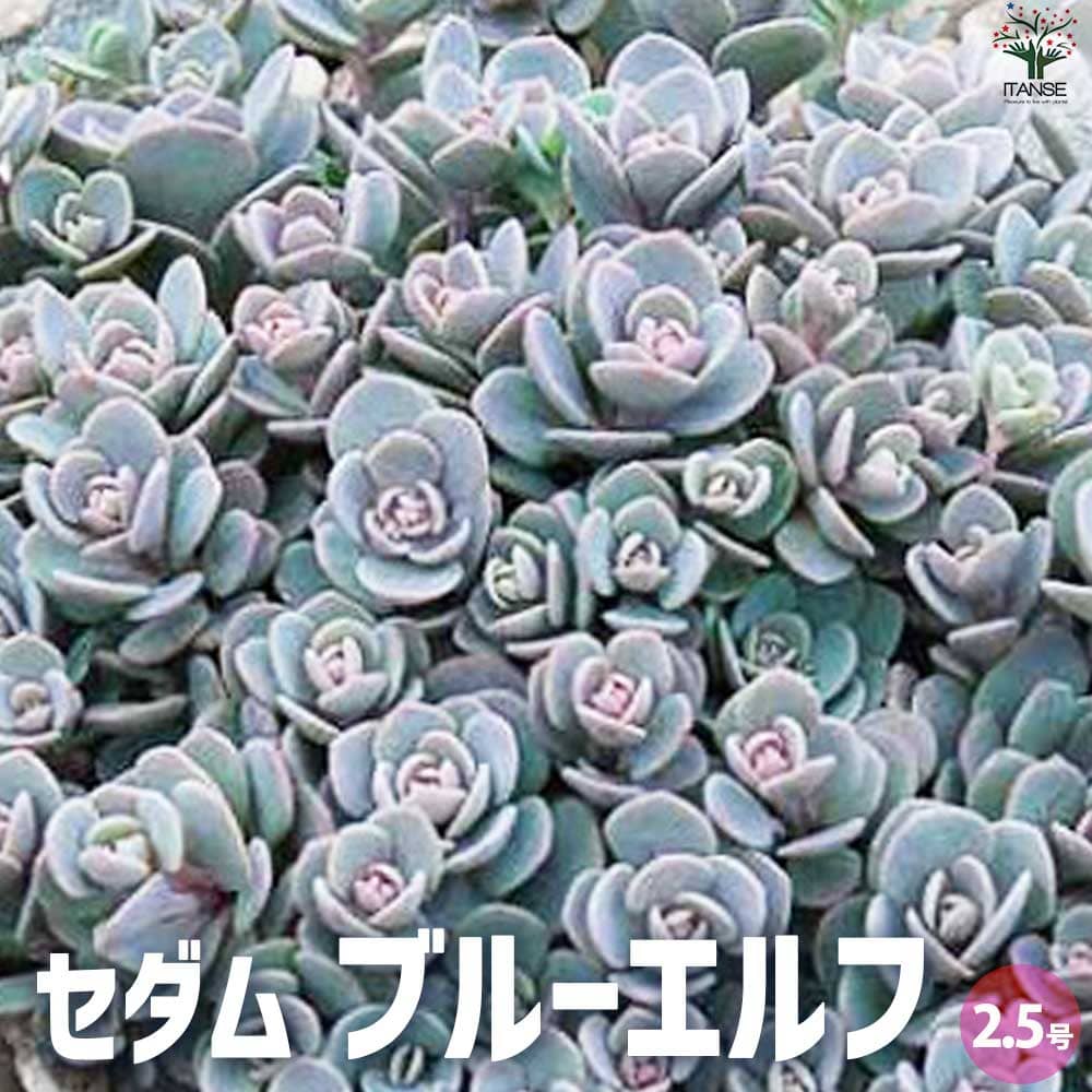 セダム ブルーエルフ【多肉植物 2.5号ポット】｜ 【植物のITANSE
