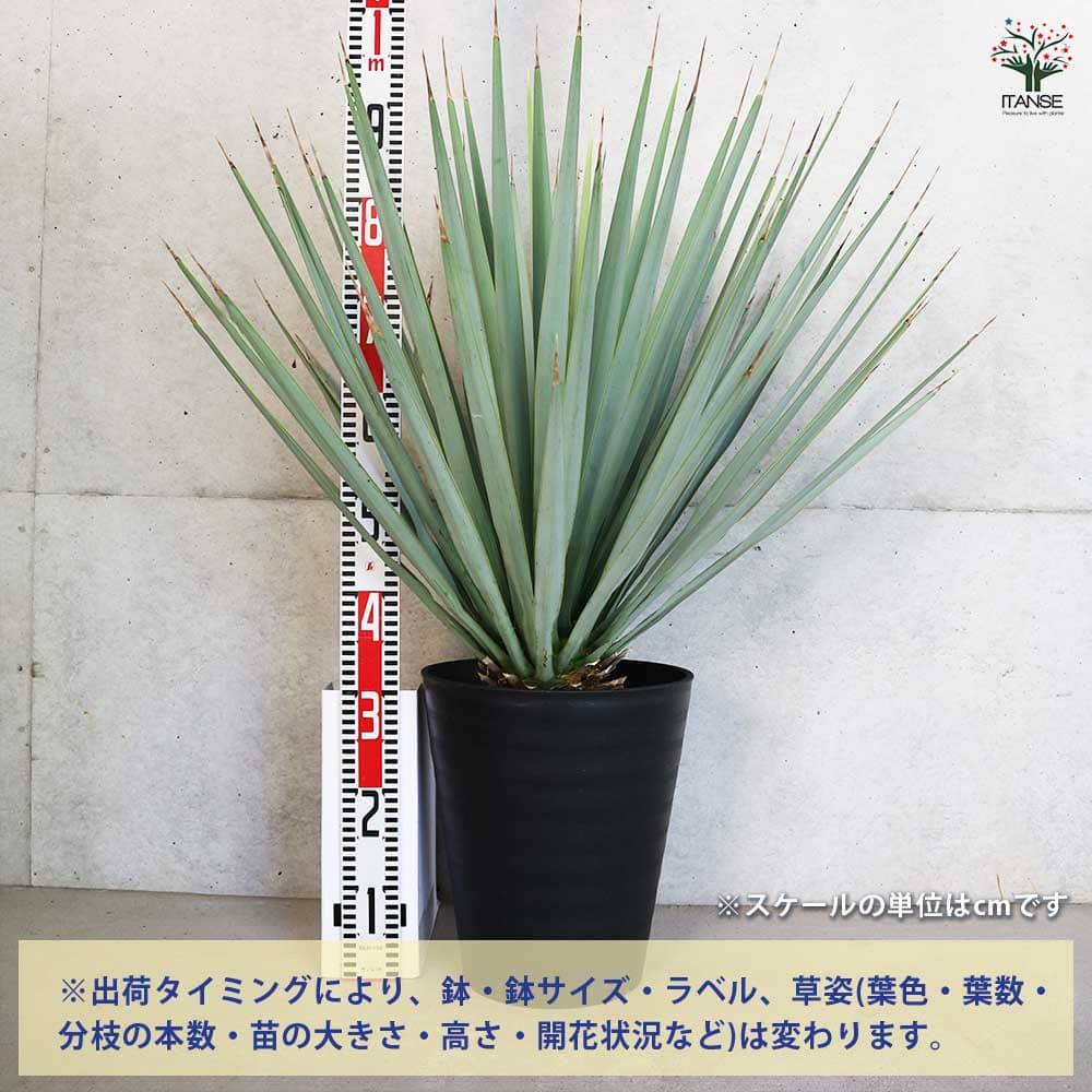 ユッカ リギダ 【観葉植物 10号／1個売り】｜ 【植物のITANSE