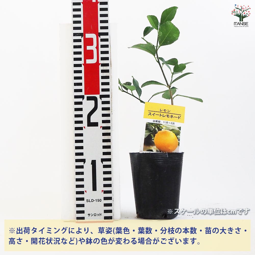 レモンの苗木 スイートレモネード 接ぎ木 【果樹の苗木 3号ポット