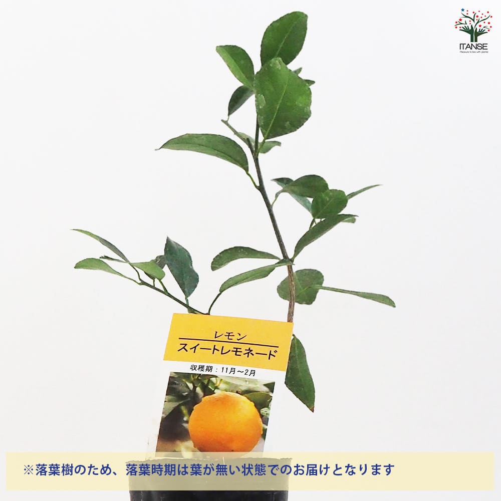 レモンの苗木 スイートレモネード 接ぎ木 【果樹の苗木 3号ポット
