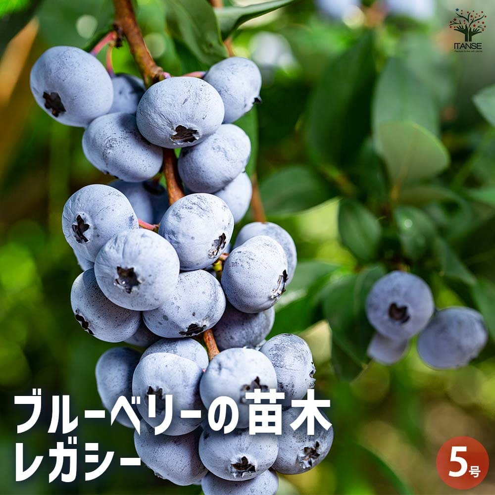 ブルーベリー レガシー 【果樹の苗木 5号ポット】｜ 【植物の