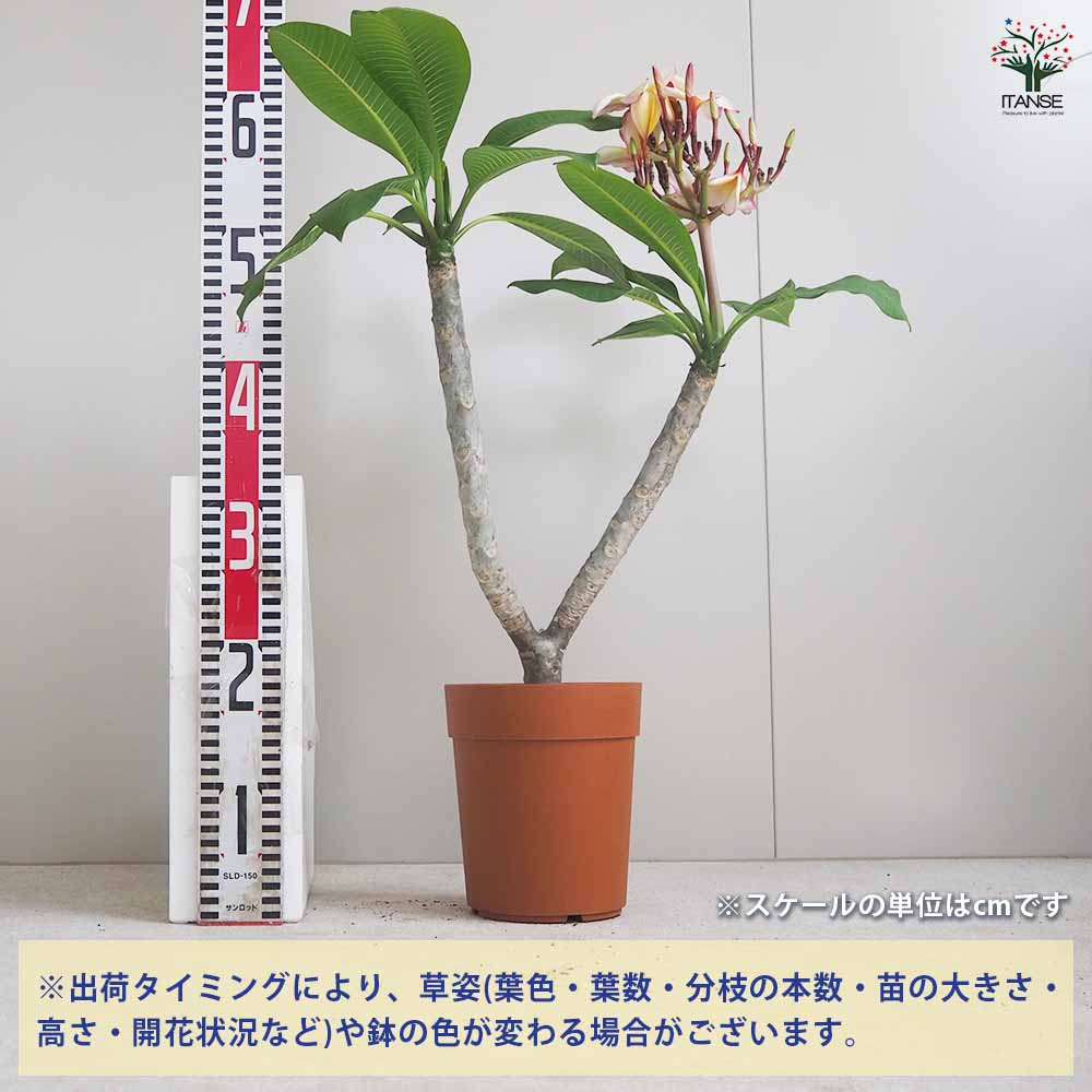プルメリア苗木 テンプテーション 【花木苗 5号鉢／1個売り】｜ 【植物