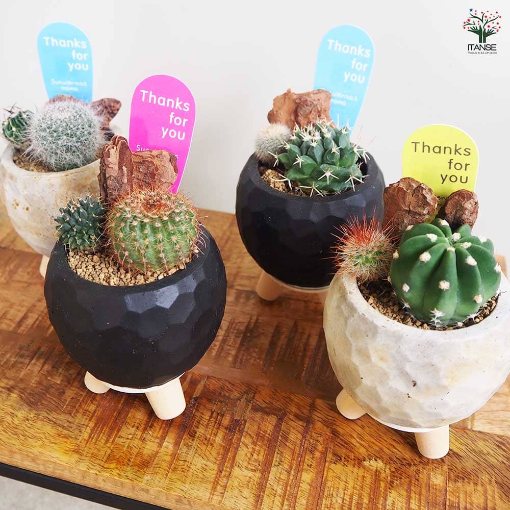 多肉寄せ植え サボテン【多肉植物 2.5号鉢】｜ 【植物のITANSE