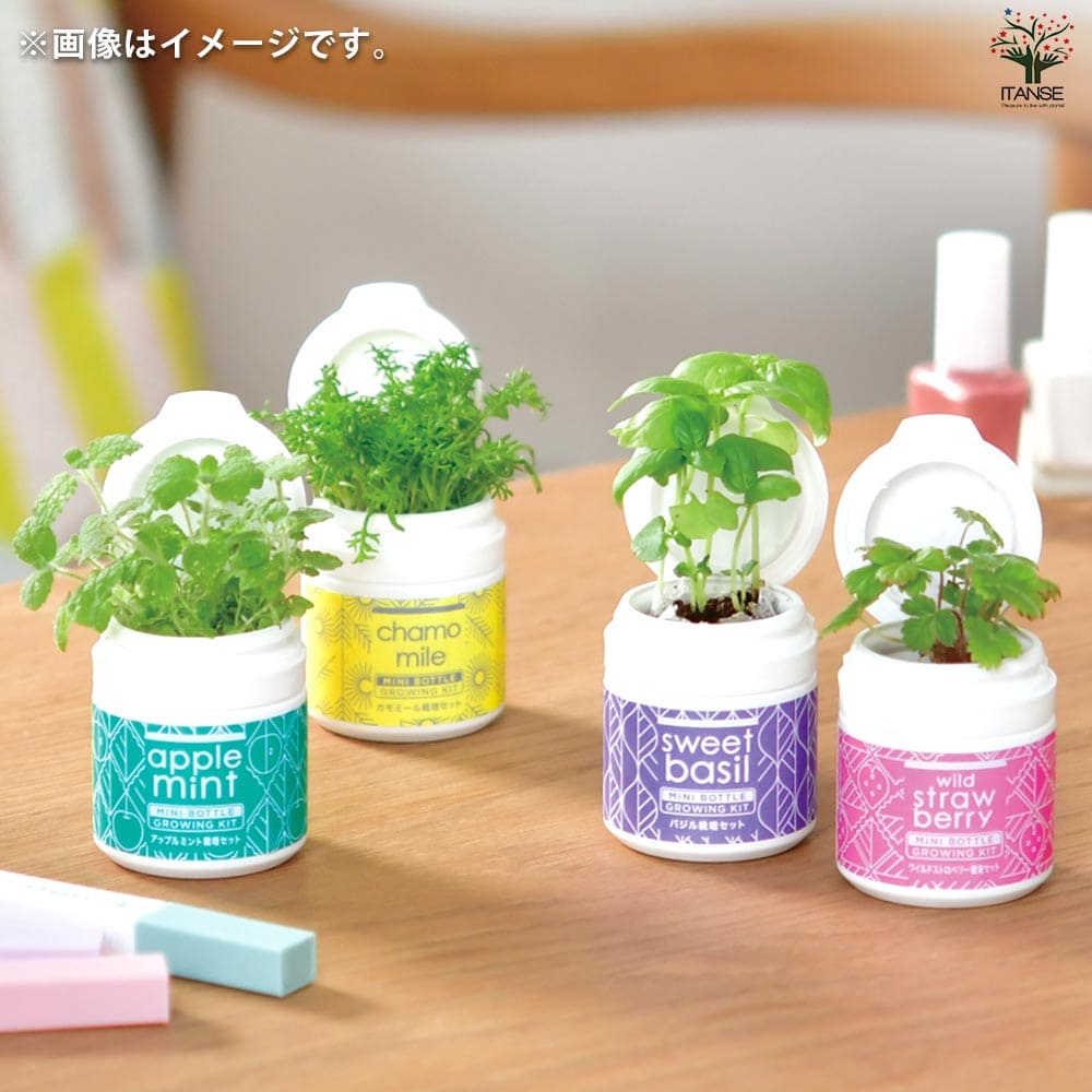 栽培セット ミニボトルハーブス カモミール 【1個売り】｜ 【植物の